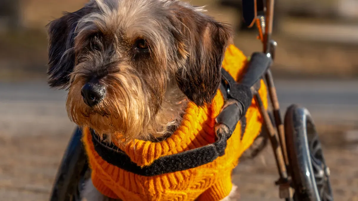 Dog wearing supportive mobility harness during assisted walking