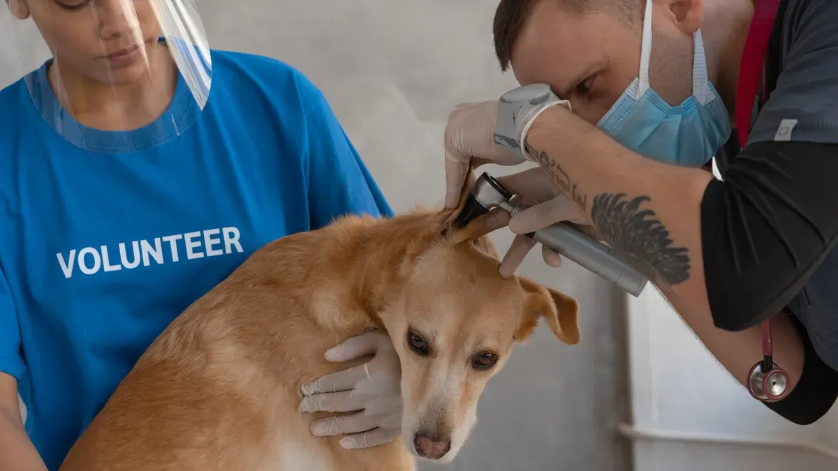 How to use a canine hock brace for safe joint support and comfort as advised by veterinarians