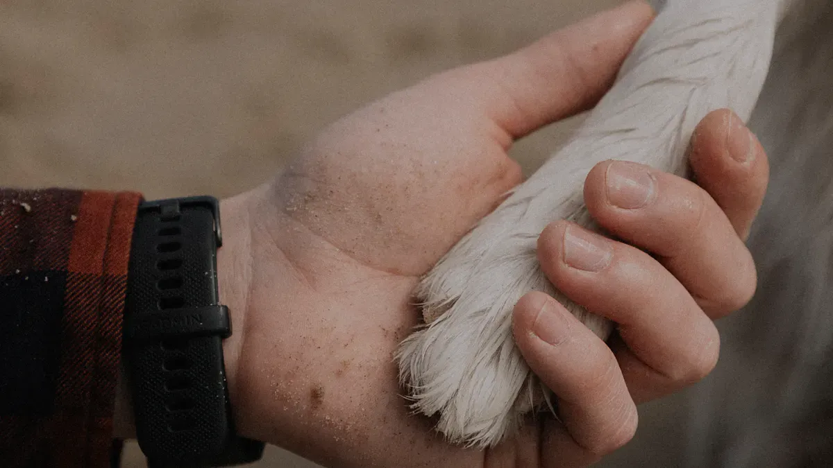 Dog ACL Injuries Explained