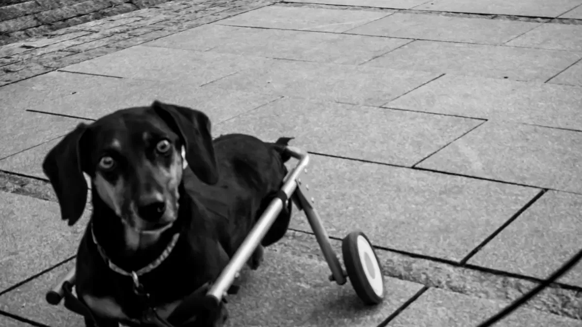 Are knuckling dogs struggling with stairs? Best support equipment reviewed for easier movement