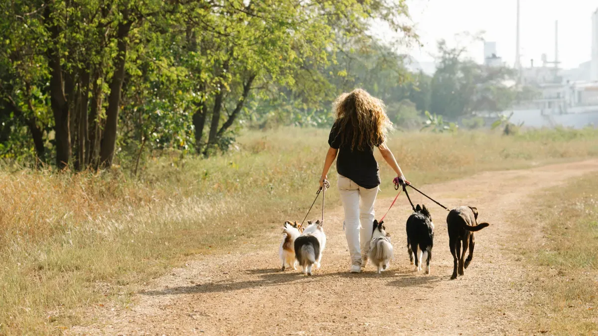 Dog wearing rear leg brace with multi-point strap configuration during daily activity
