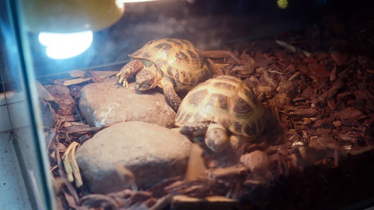 Critères du Terrarium Gecko Léopard