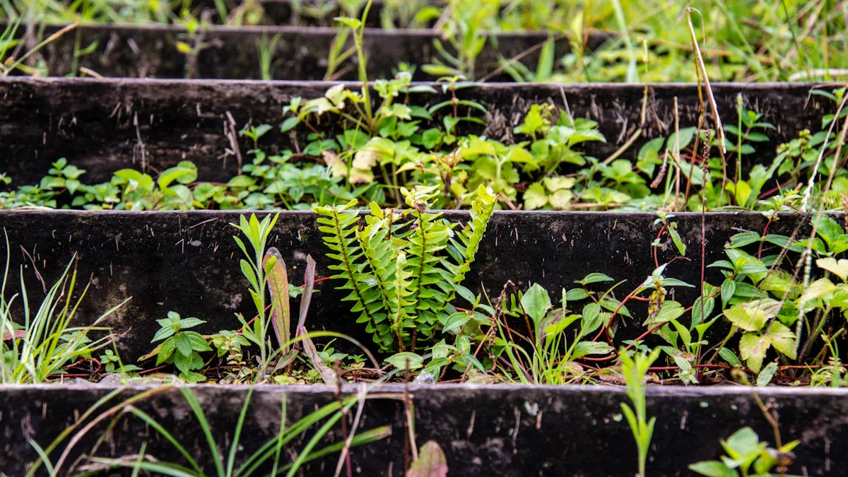 Optimal Soil Conditions and Potting Techniques for Healthy Pelargoniums