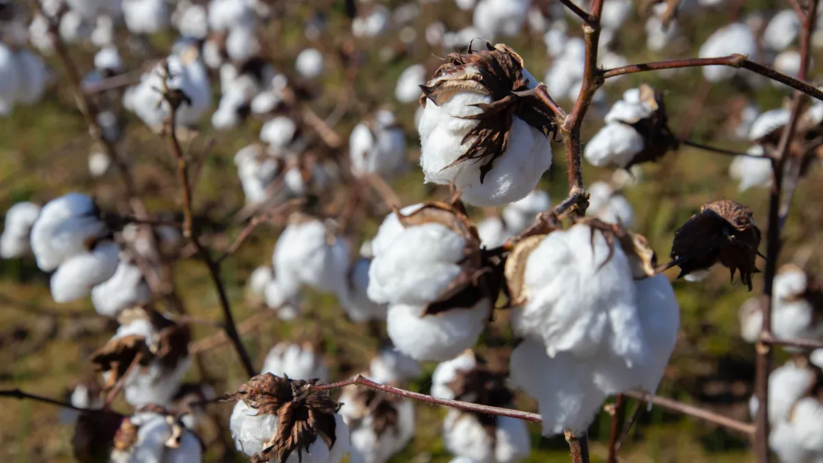 Cotton Filters