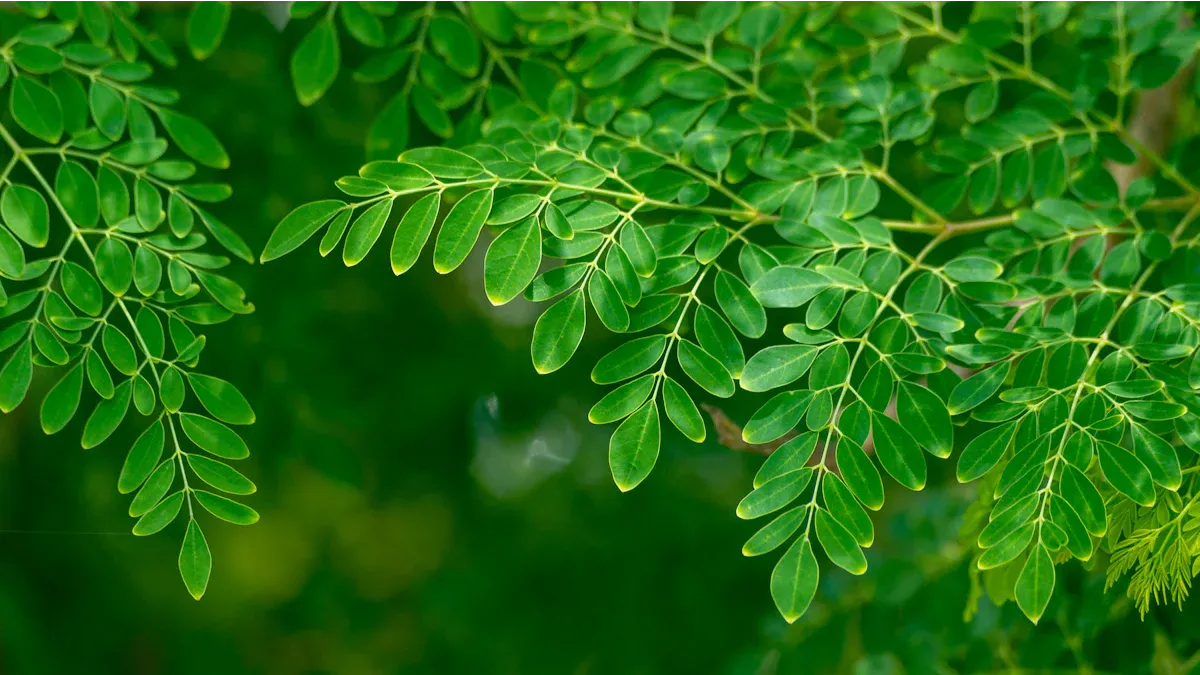 Comprehensive Nutritional Profile of the Horseradish Tree (Moringa oleifera) and Its Health Benefits