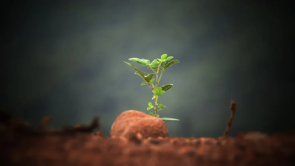 Growth Through Consistent Study