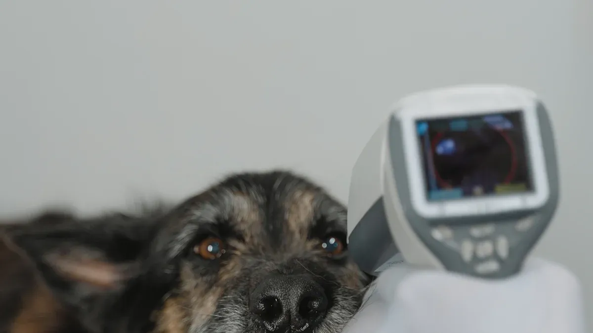 Veterinary Telemedicine: Petriage