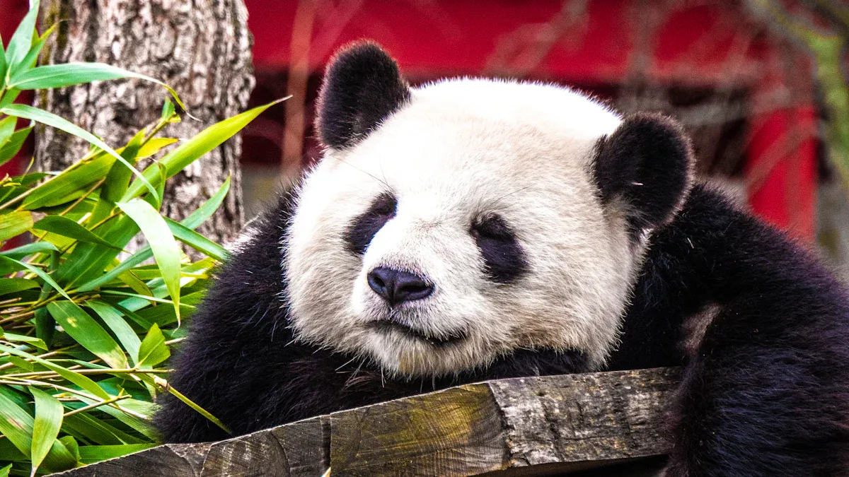 Panda HuaHua’s Unique Personality and Traits