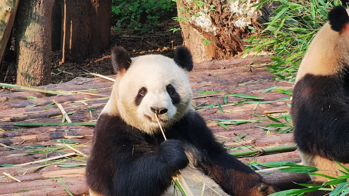 Panda HuaHua’s Media Presence and Viral Moments