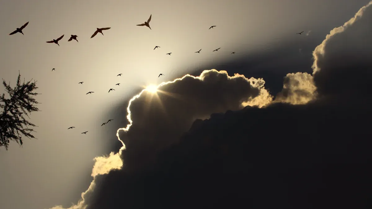 Migration Process