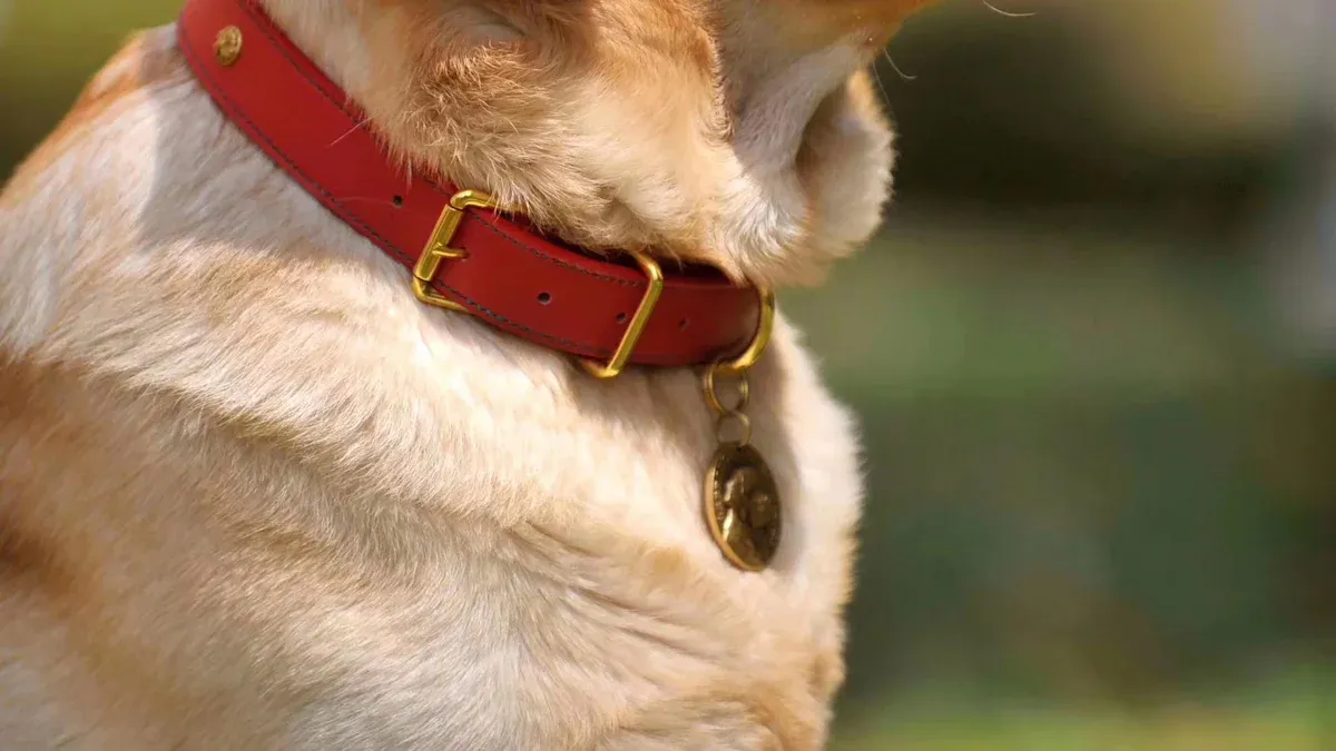 How Custom Dog Collars Are Becoming a Must-Have for Pet Parents in 2025