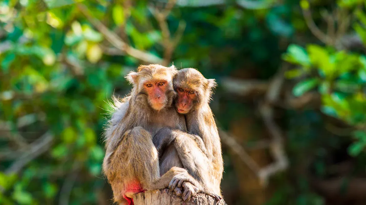 How Flying Monkeys Operate