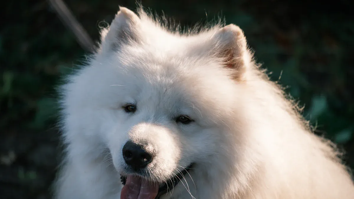 Positive Impacts of Treadmills on Samoyed Health