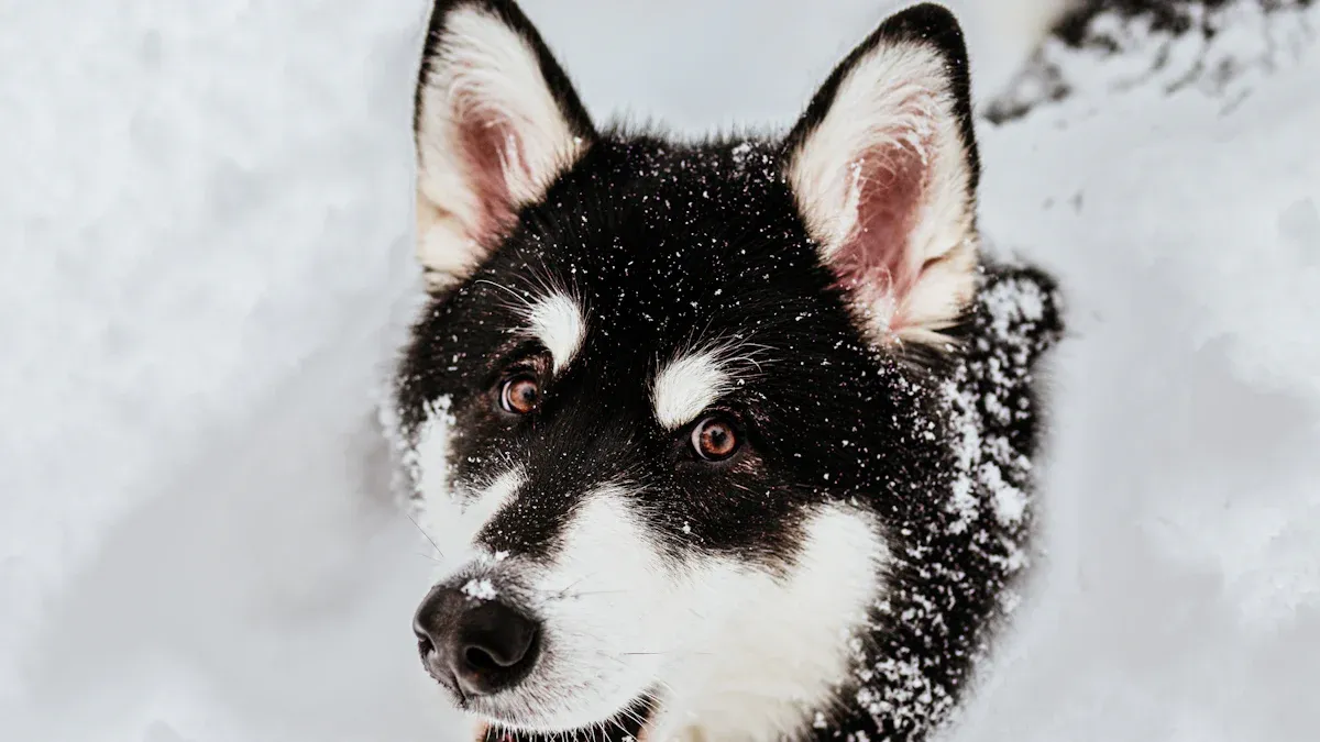 Understanding the Alaskan Malamute'
               720