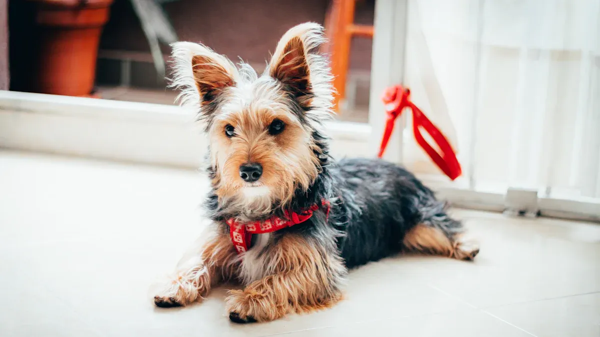 Are Terriers High-Maintenance Dog Breeds?