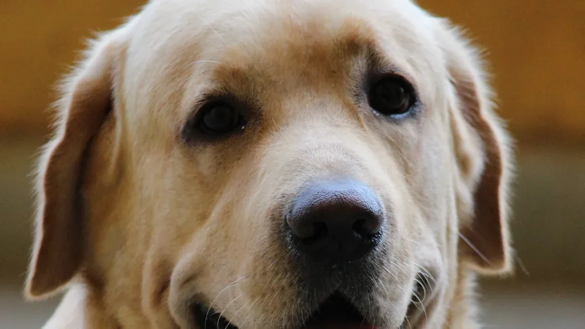 Understanding the Growth Stages of Labradors