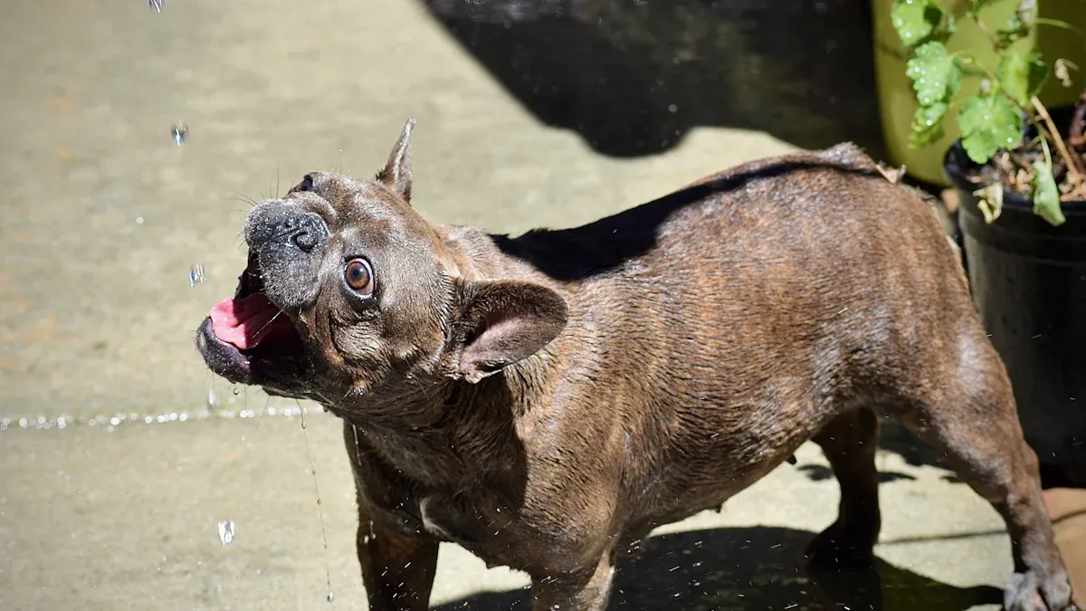 Common Causes of Death in French Bulldogs