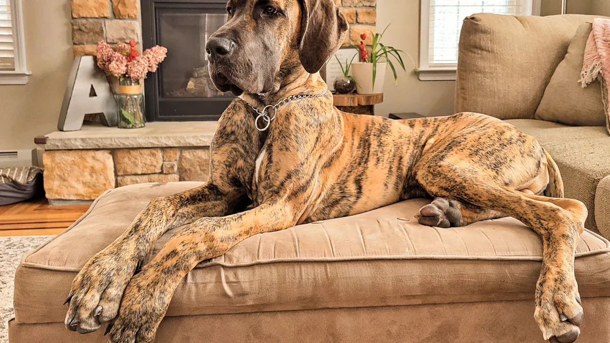 The Downside to Owning a Great Dane: Size, Space, and Exercise