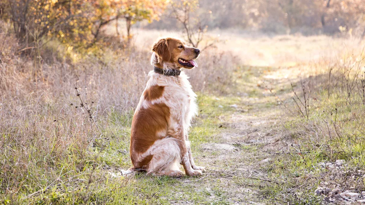 Why Brittany Spaniels Are Built for an Active Lifestyle: It’s in Their DNA