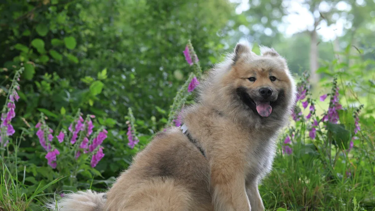 The Keeshond’s Energy Level—What You Need to Know