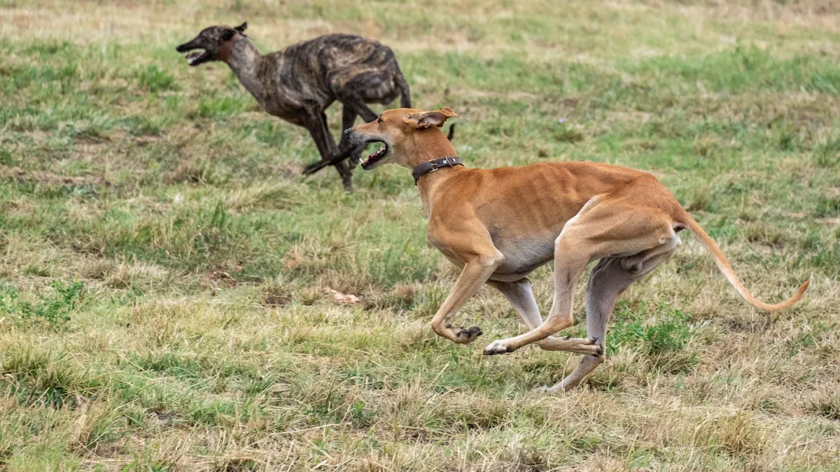 The Truth About Greyhounds’ Energy: Bursts of Speed, Not Constant Activity