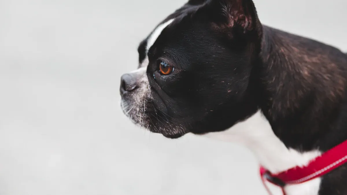 The Temperamental Traits of Boston Terriers