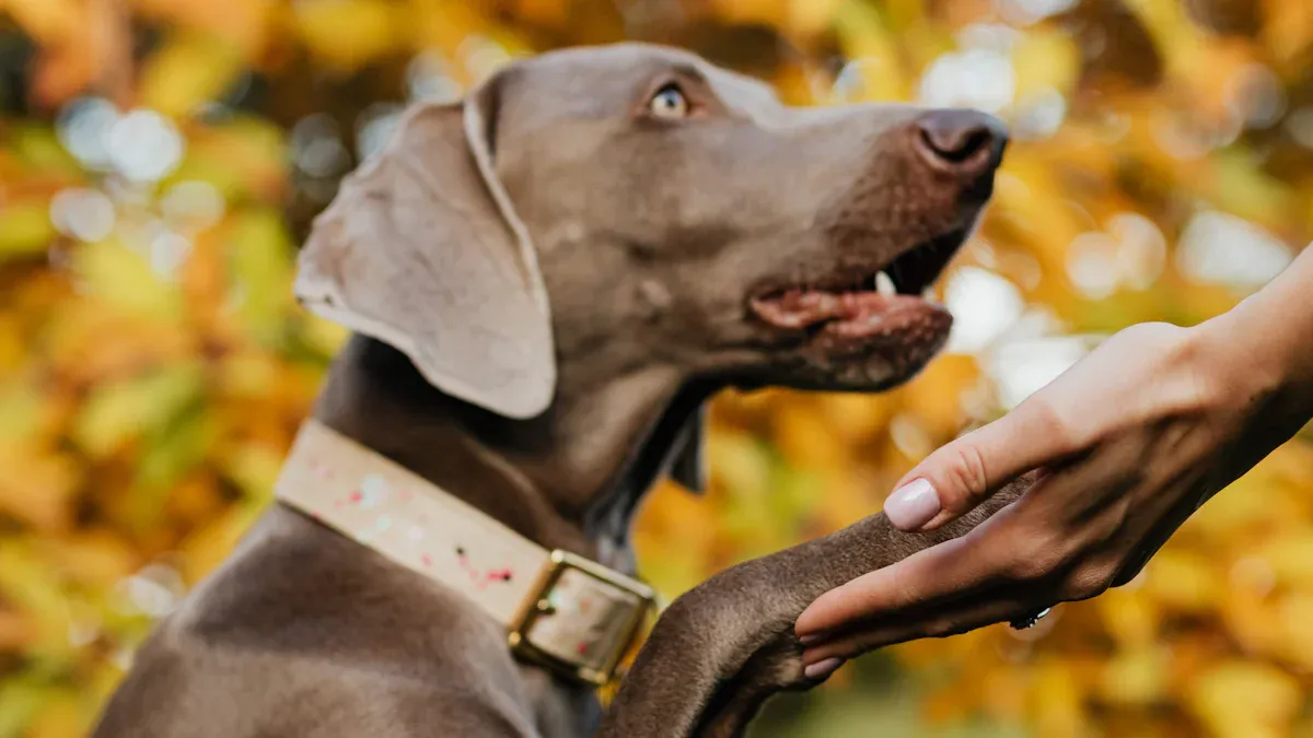 Why Non-Electric Dog Treadmills Are the Ideal Solution for Weimaraners