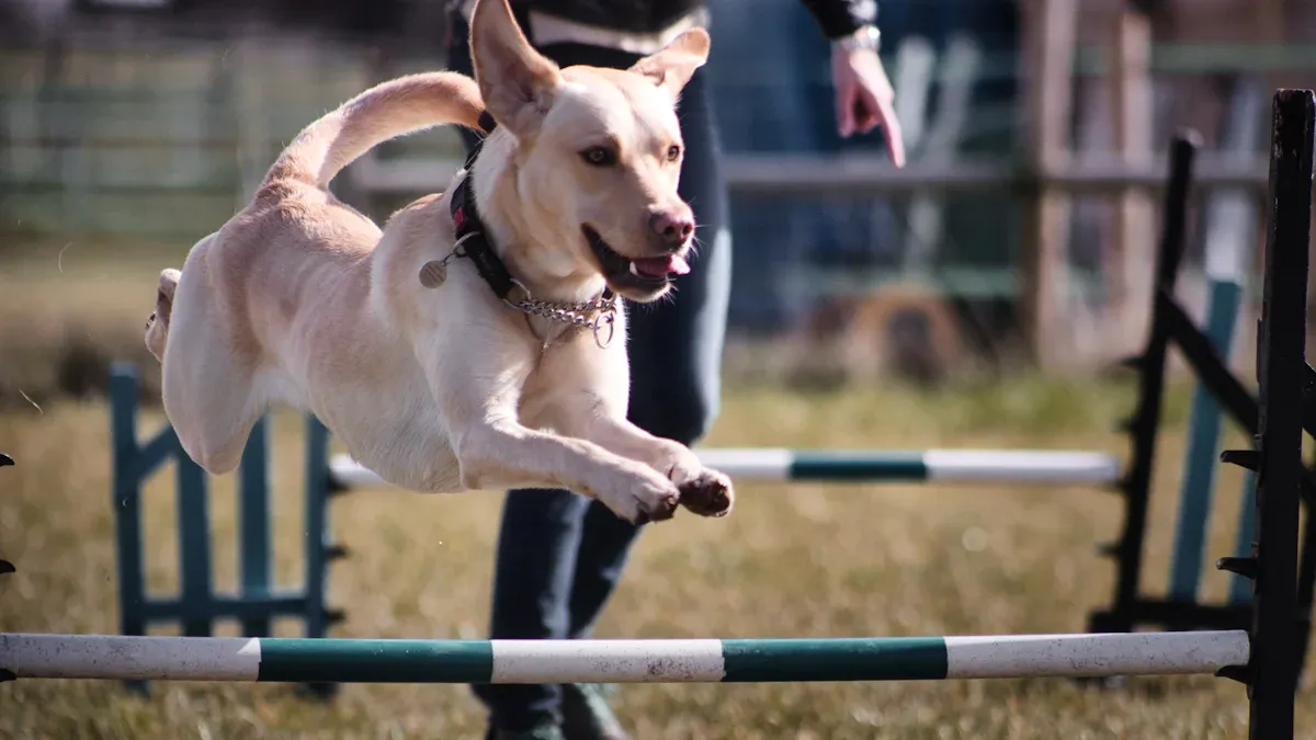 Why Labrador Retrievers Are Born with Boundless Energy