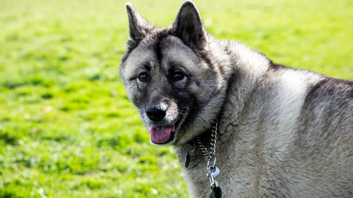 The Roots of a Norwegian Elkhound’s Exercise Drive