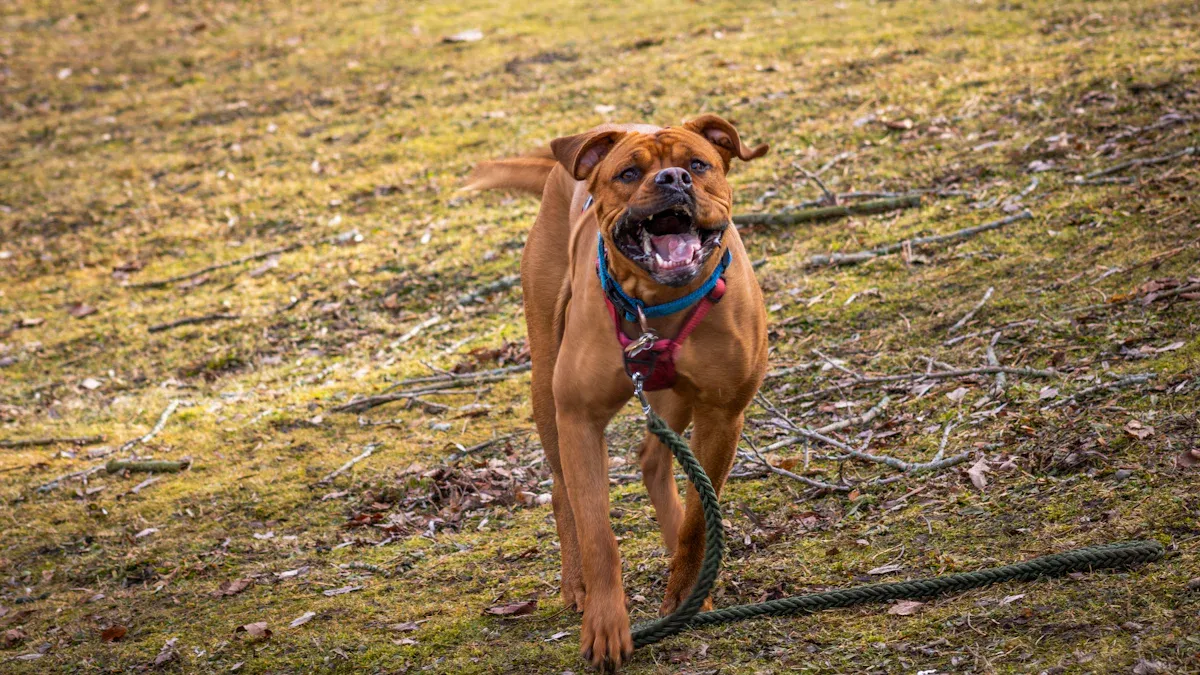 Challenges in Caring for Rhodesian Ridgebacks