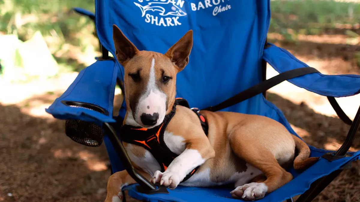 Why Bull Terriers Have Such High Energy (And What They Need)