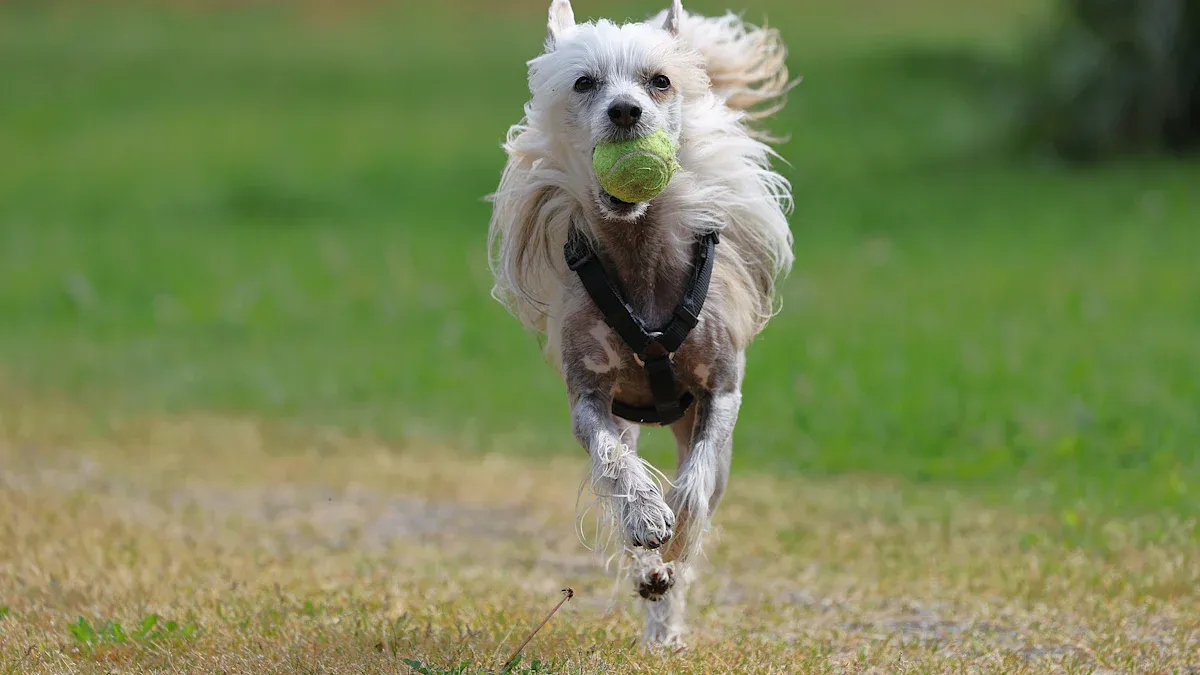 How Much Exercise Does an Afghan Hound Truly Need?