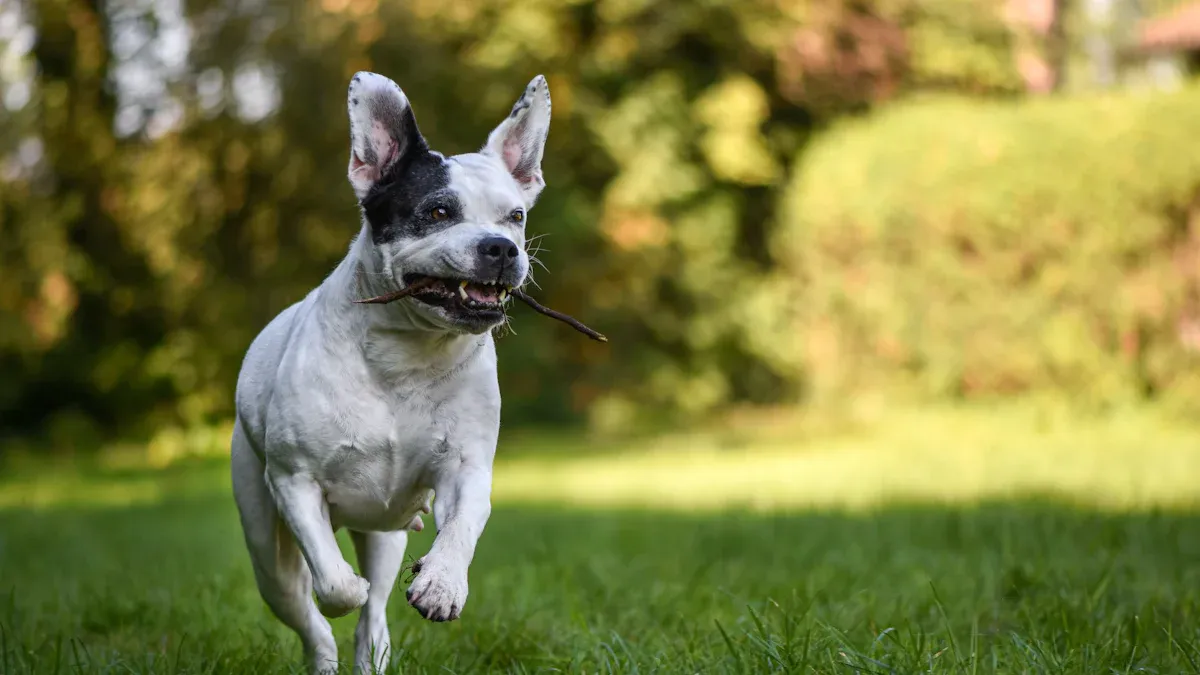 Do English Bulldogs Need a Lot of Exercise? The Truth About Their Activity Needs