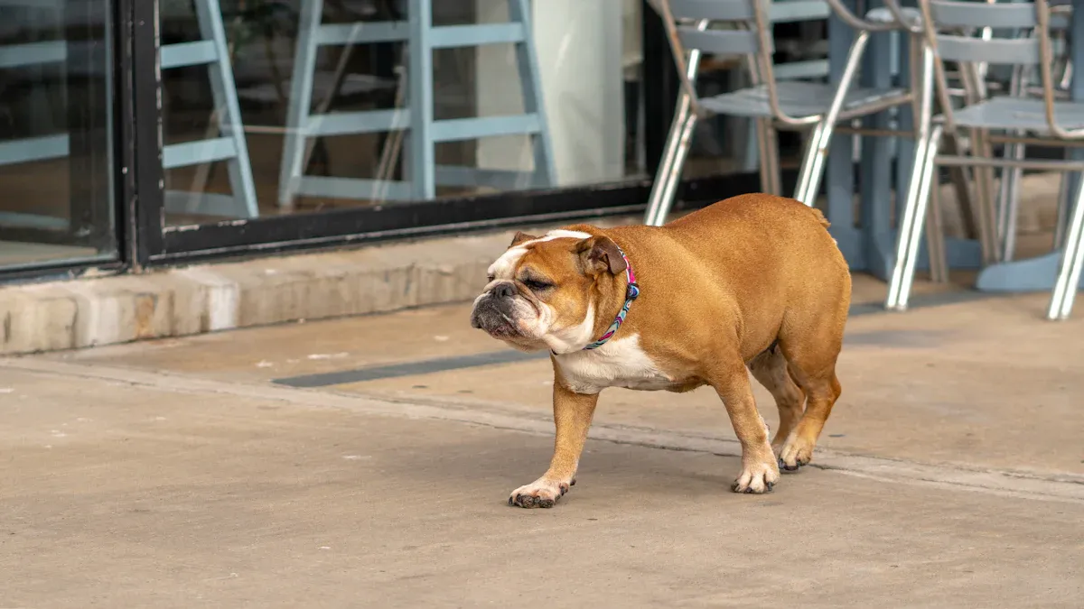 Benefits of a Treadmill for Dogs