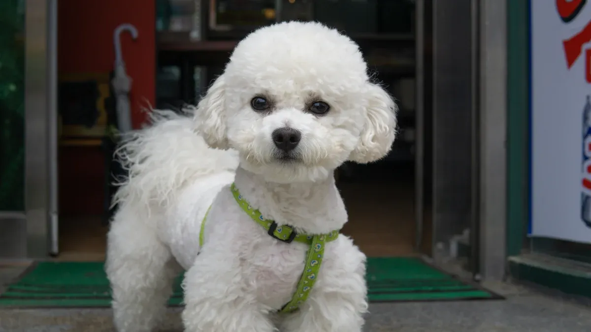Common Behavior Issues with Poodles (and Their Roots)