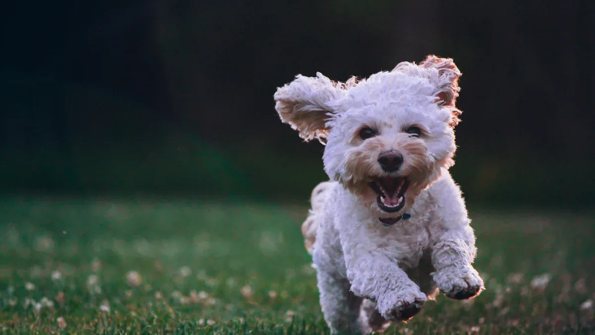 The Benefits of Treadmill Training for Cockapoos