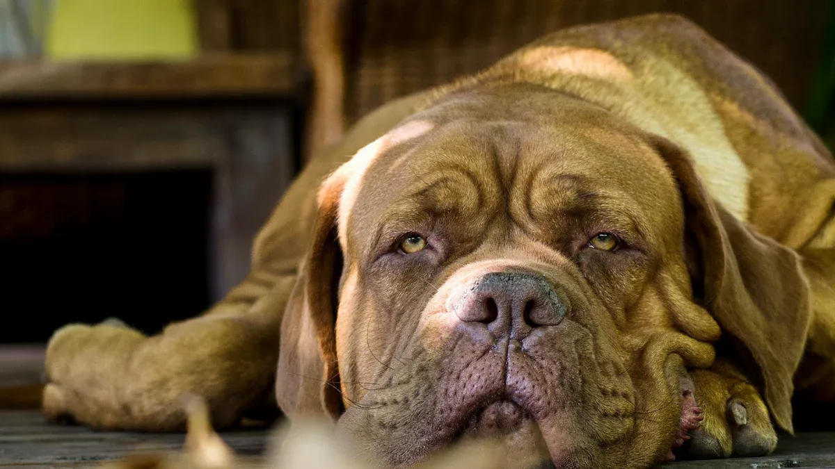 The Truth About French Mastiff Energy: Calm, Not Lazy