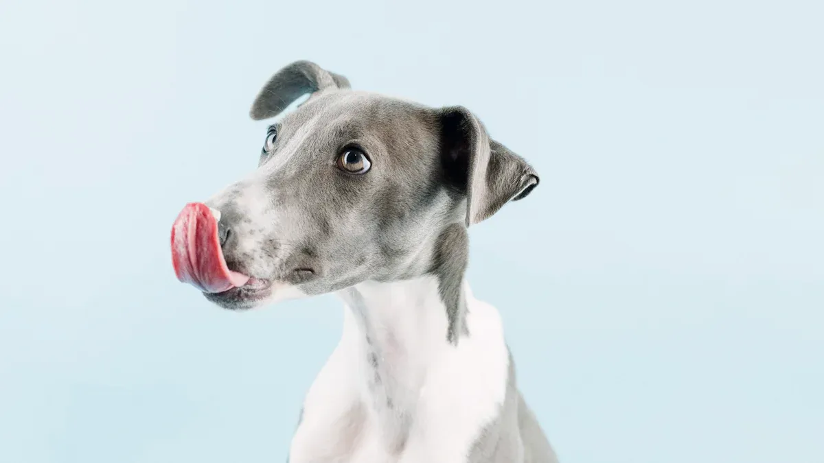 The Hidden Cons of Owning a Whippet (Beyond the “Perfect Companion” Hype)