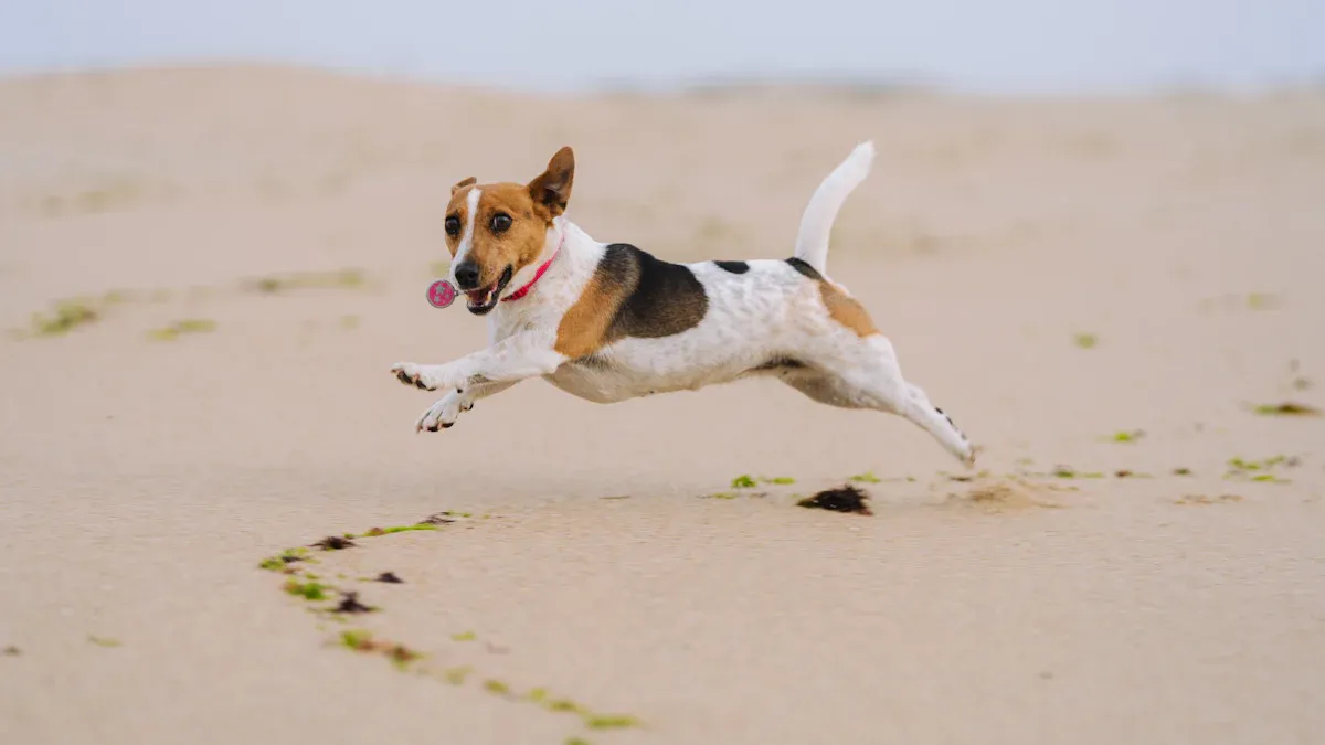 Why Are Beagles So Energetic? It’s in Their Blood