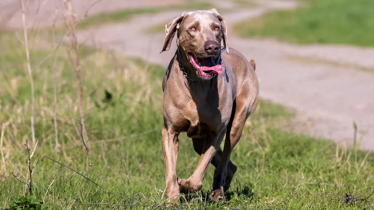 The Exercise Requirements of Weimaraners at Different Life Stages