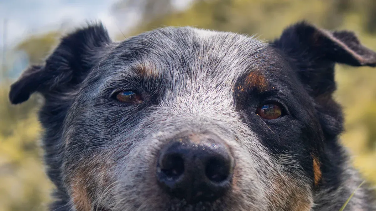 The Nature and Characteristics of Australian Cattle Dogs