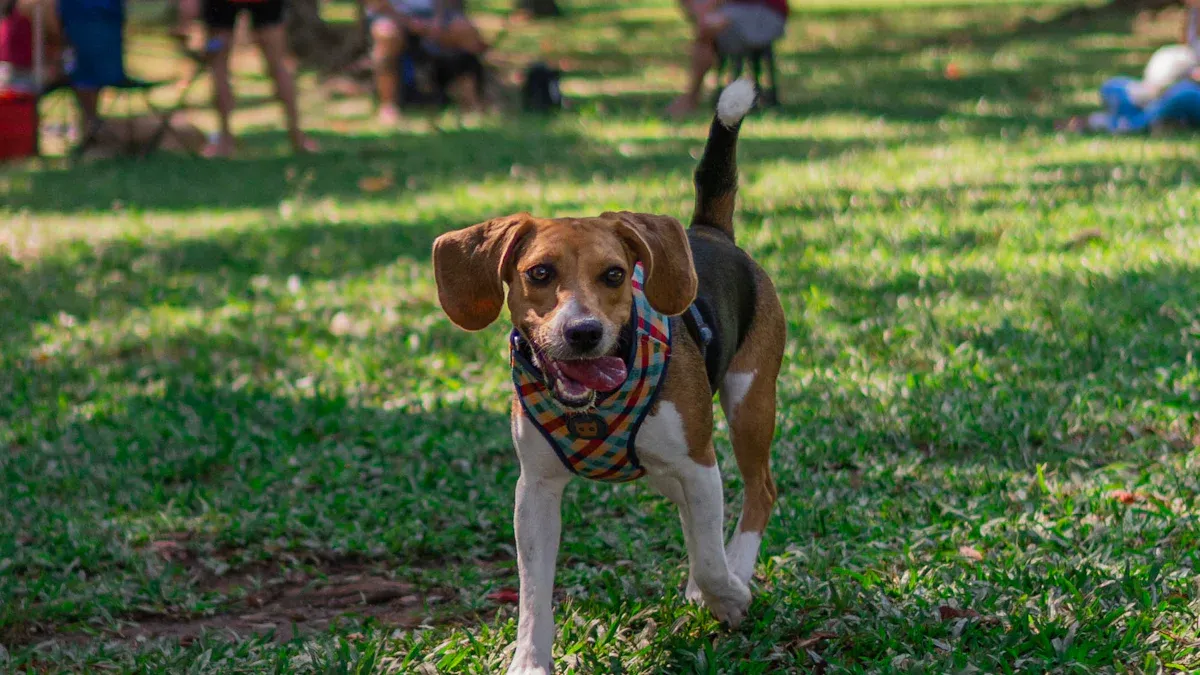The Importance of Adequate Exercise for Beagles
