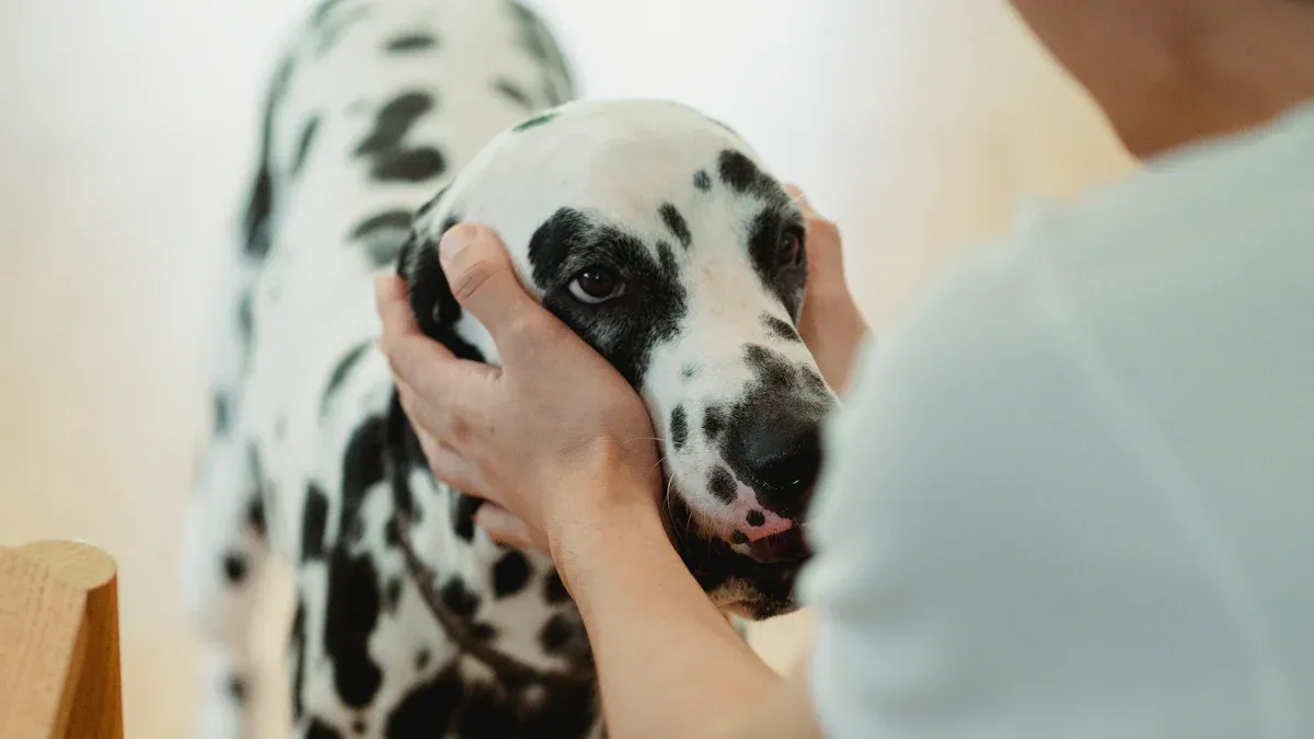 Early Training for Dalmatians