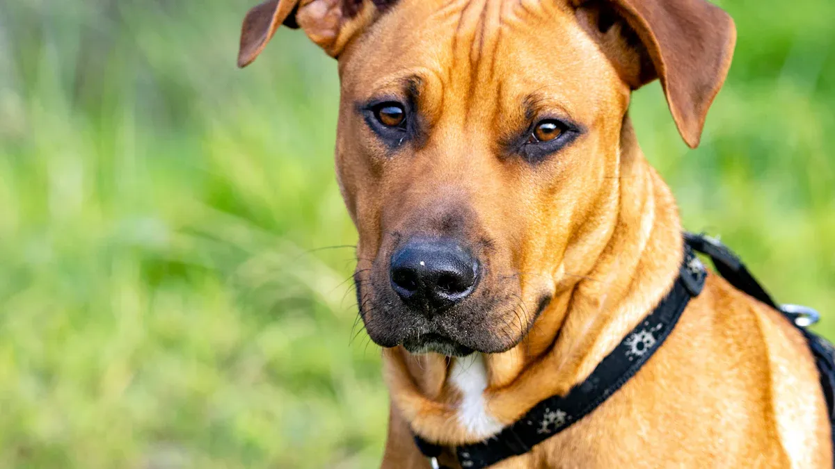 The Unique Traits of Rhodesian Ridgebacks: A Breed Apart