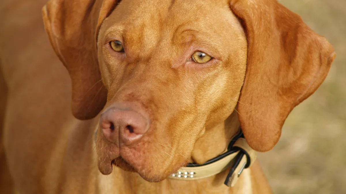 Why Vizslas Are Prone to Anxiety: It’s in Their DNA