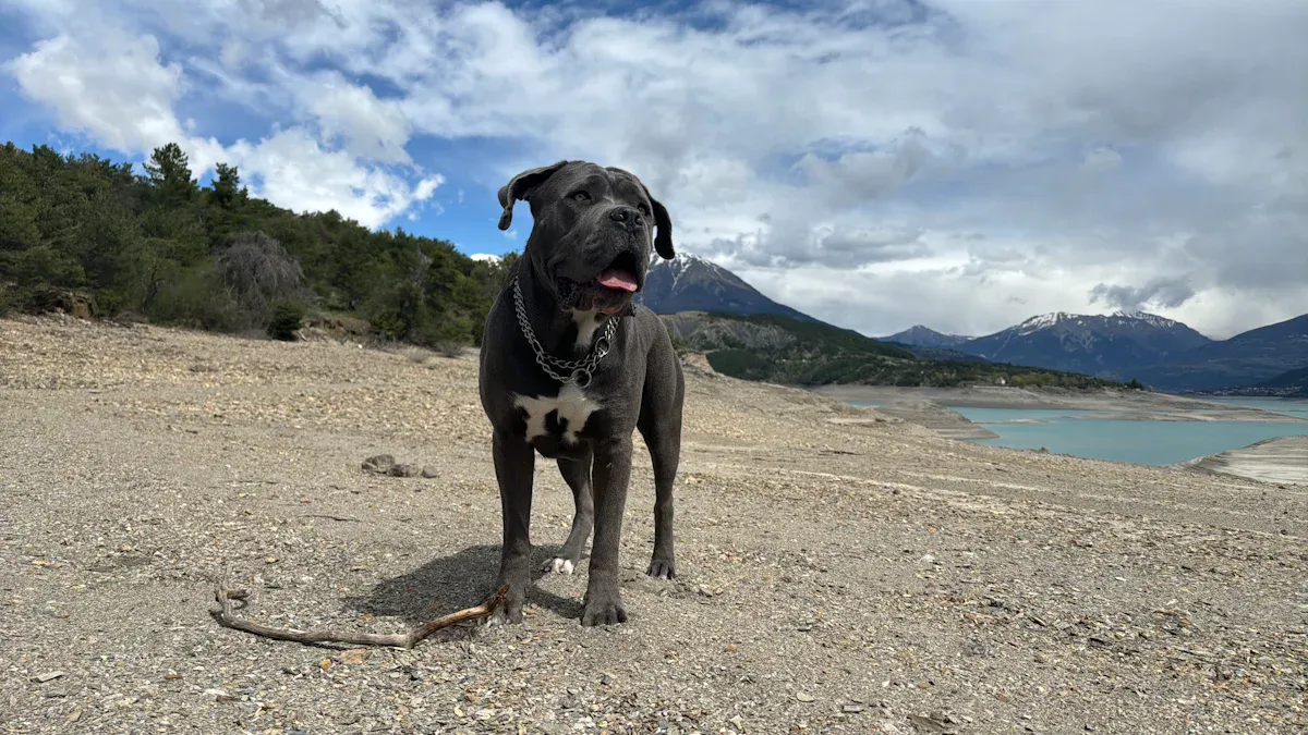 Decoding the Cane Corso'
               720