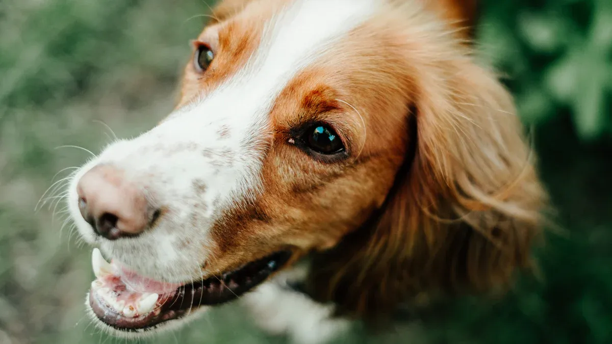 Fun Exercise Ideas for Your Brittany Spaniel (Plus How a Slatmill Fits In)