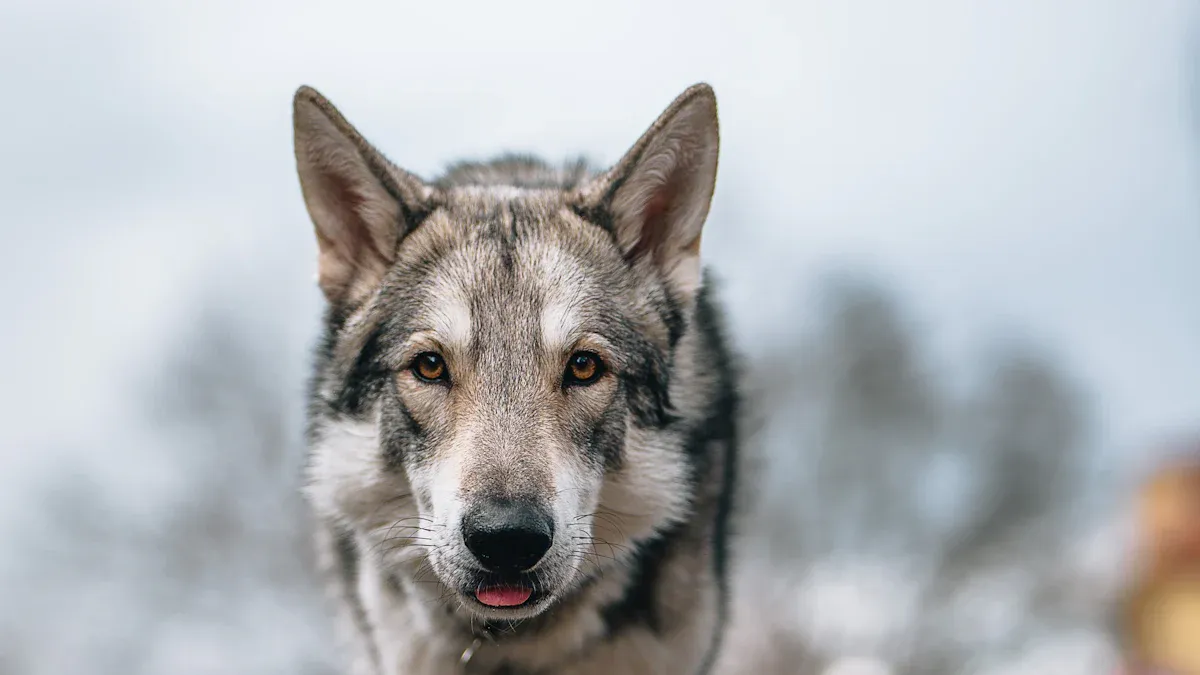 The Unique Challenges of Exercising Wolfdogs