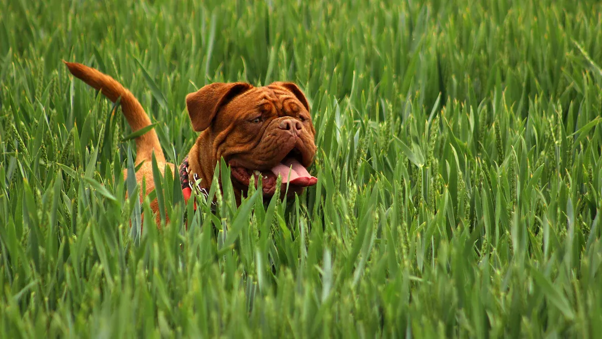 Characteristics of French Mastiffs