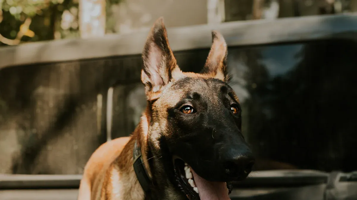 The Core Behavioral Patterns of Belgian Malinois (Rooted in Instinct)